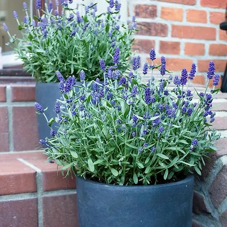 Διαμέρισμα Helle Stuuv Lemkenhafen auf Fehmarn